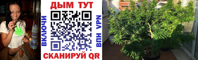 Бошки Шишки VHQ  как найти наркотики  Красный Холм 